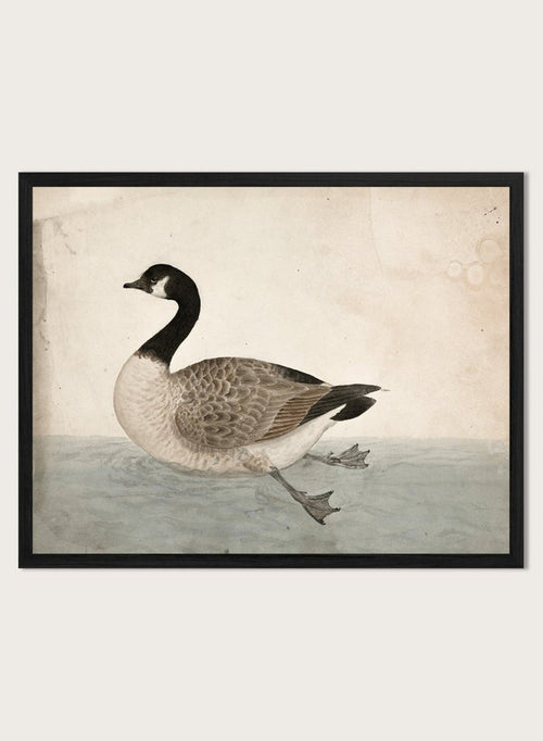A Goose by James Sowerby is a vintage natural history animal print of a Canada goose swimming, a detailed bird study print for wall art lovers and collectors.