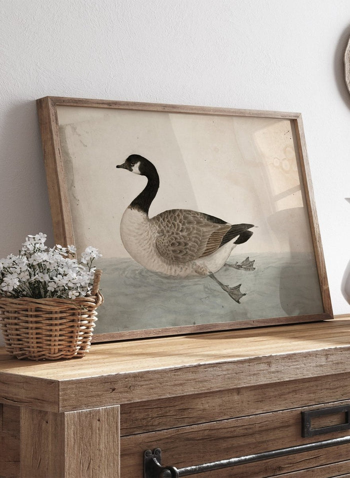 A Goose by James Sowerby is a vintage natural history animal print of a Canada goose swimming, a detailed bird study print for wall art lovers and collectors.
