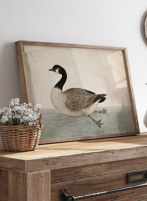 A Goose by James Sowerby is a vintage natural history animal print of a Canada goose swimming, a detailed bird study print for wall art lovers and collectors.
