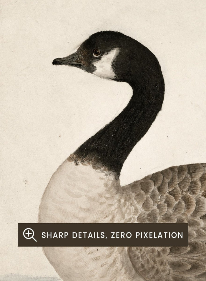 A Goose by James Sowerby is a vintage natural history animal print of a Canada goose swimming, a detailed bird study print for wall art lovers and collectors.