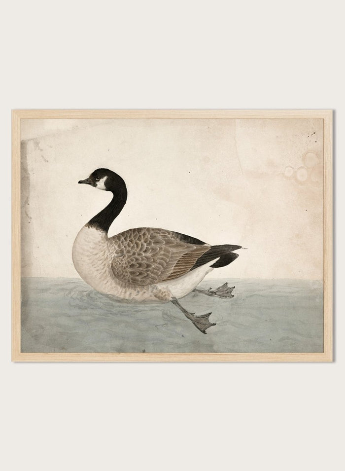 A Goose by James Sowerby is a vintage natural history animal print of a Canada goose swimming, a detailed bird study print for wall art lovers and collectors.