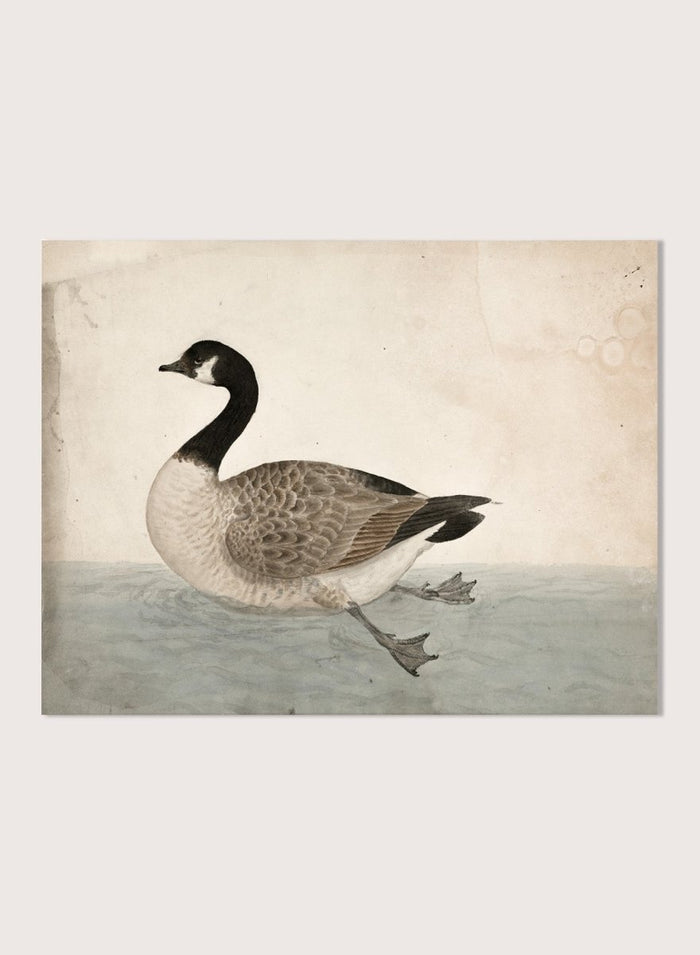 A Goose by James Sowerby is a vintage natural history animal print of a Canada goose swimming, a detailed bird study print for wall art lovers and collectors.
