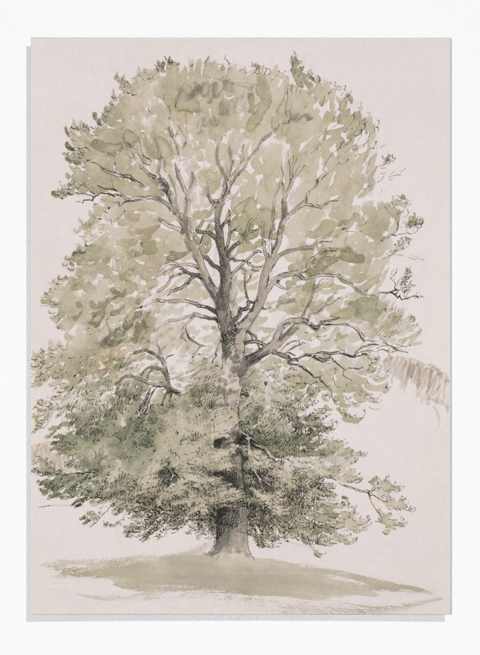 "A Large Beech Tree with Green Foliage" Art Print_Sugar & Canvas_P.C. Skovgaard