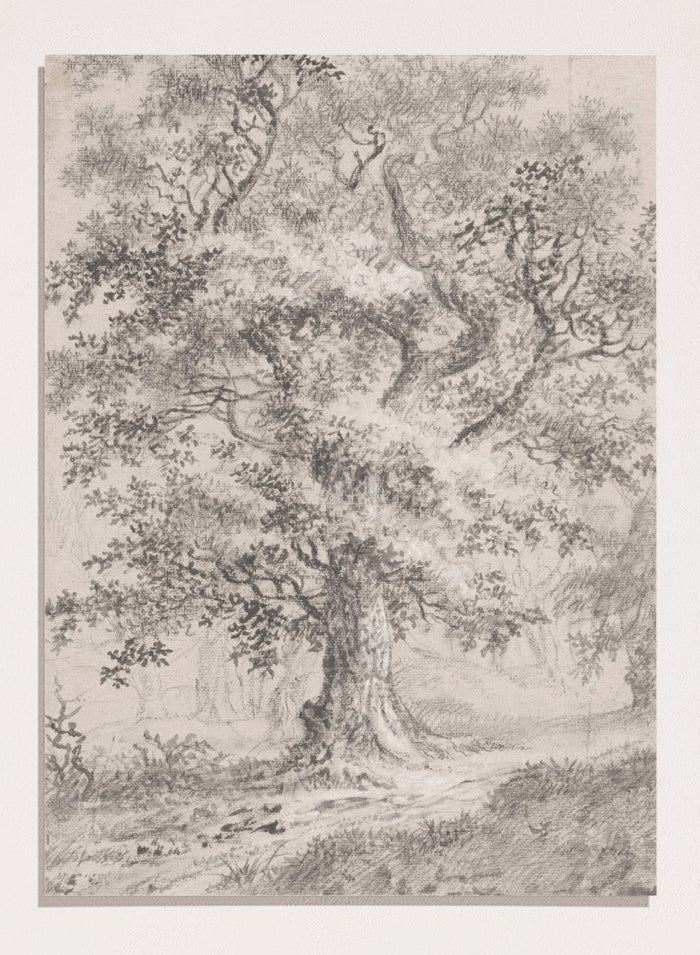"A Leafy Oak by a Woodland Path" Art Print_Sugar & Canvas_Johann Caspar Huber