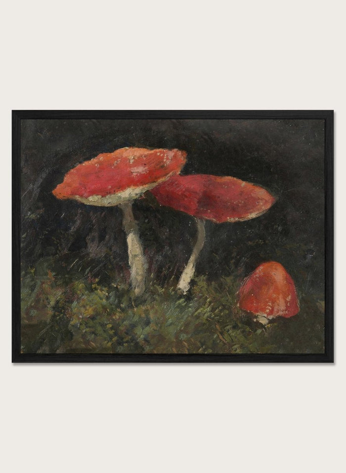 Amanitas by Gustav Macoun is a vintage still life print of red mushrooms in dark forest moss, a woodland nature print great for a rustic wall art collection.