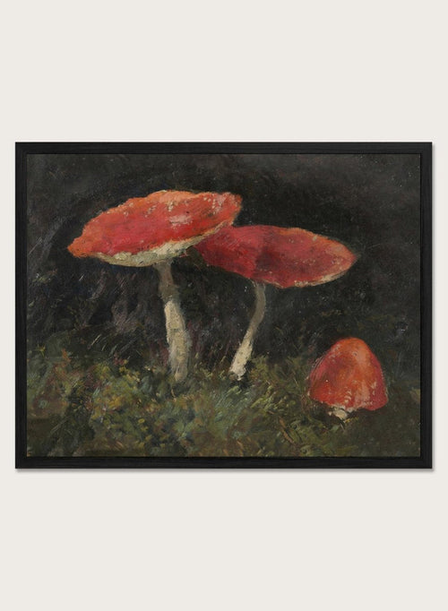 Amanitas by Gustav Macoun is a vintage still life print of red mushrooms in dark forest moss, a woodland nature print great for a rustic wall art collection.