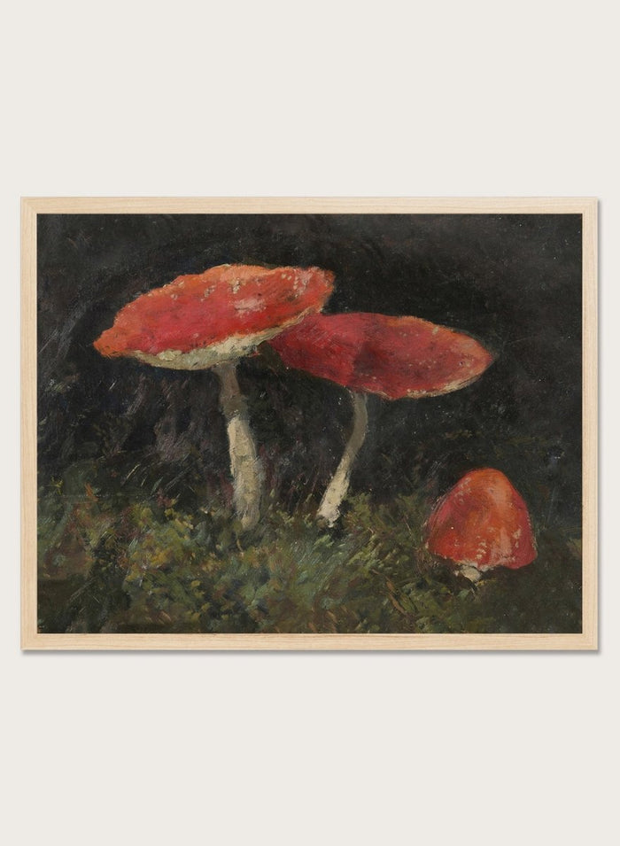 Amanitas by Gustav Macoun is a vintage still life print of red mushrooms in dark forest moss, a woodland nature print great for a rustic wall art collection.
