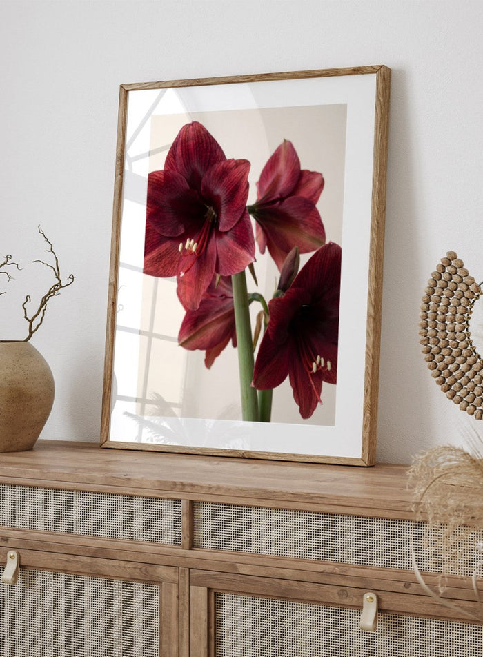 Close-up of dark red amaryllis flowers on a beige background. Red Amaryllis by Andreas Magnusson is a floral photography art print featuring bold red amaryllis flowers, modern botanical wall art style, and officially licensed artwork.