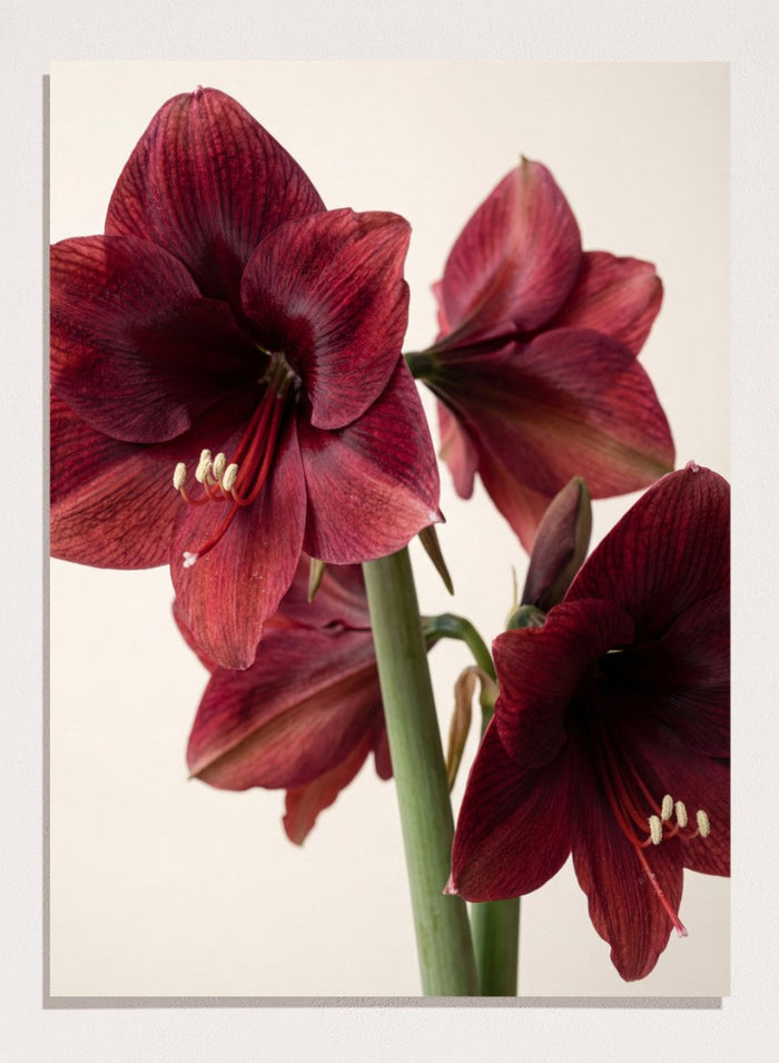 A4/8x12 inches (Framing Available) / Unframed Print Only