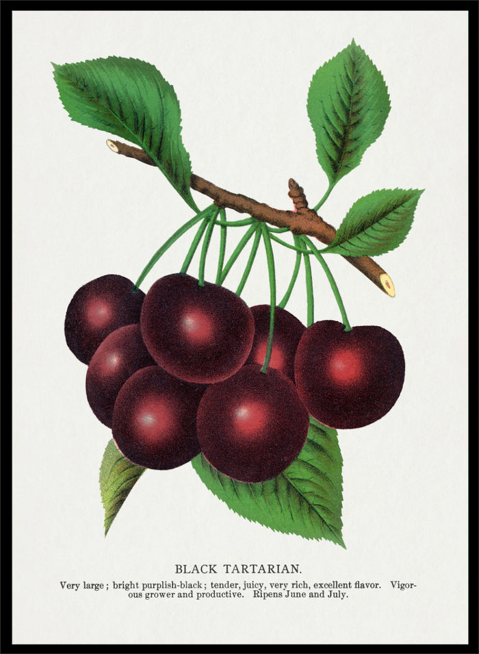 A vintage botanical illustration of a cluster of black tartarian cherries on a branch with green leaves, printed on a white background with descriptive text below. Black Tartarian Cherry Lithograph art print by Botanical Specimen Rochester Lithographing, a vintage botanical fruit illustration featuring dark cherries, green leaves, and original specimen text.