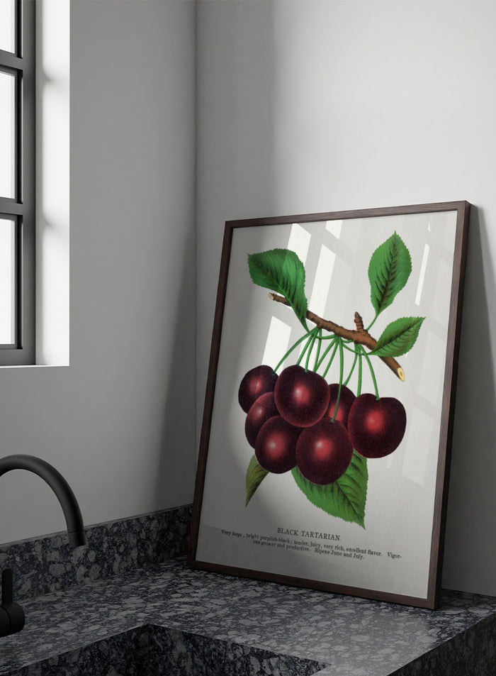 A vintage botanical illustration of a cluster of black tartarian cherries on a branch with green leaves, printed on a white background with descriptive text below. Black Tartarian Cherry Lithograph art print by Botanical Specimen Rochester Lithographing, a vintage botanical fruit illustration featuring dark cherries, green leaves, and original specimen text.