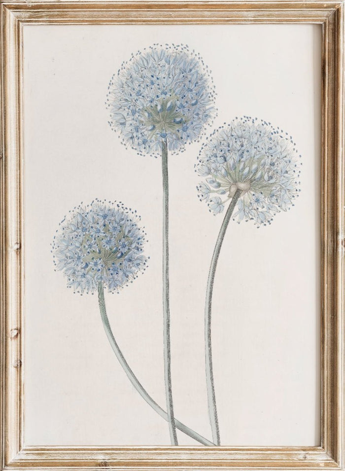 "Blue Leek" Art Print_Sugar & Canvas_Sydenham Edwards