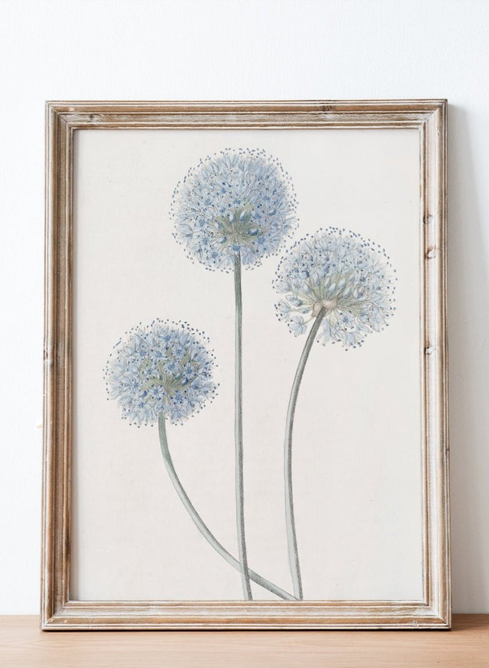 "Blue Leek" Art Print_Sugar & Canvas_Sydenham Edwards