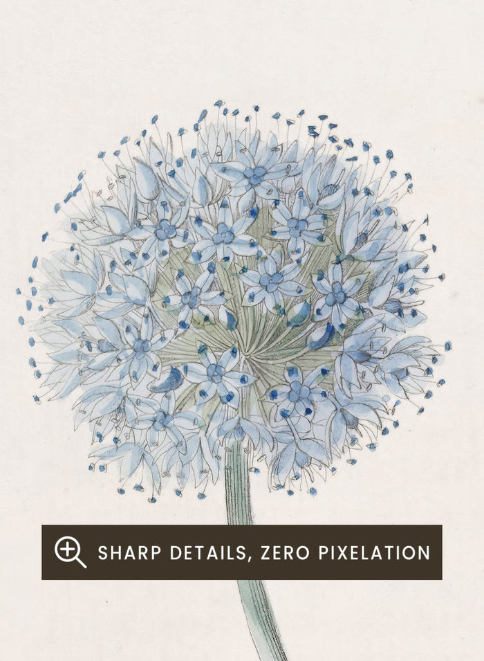 "Blue Leek" Art Print_Sugar & Canvas_Sydenham Edwards