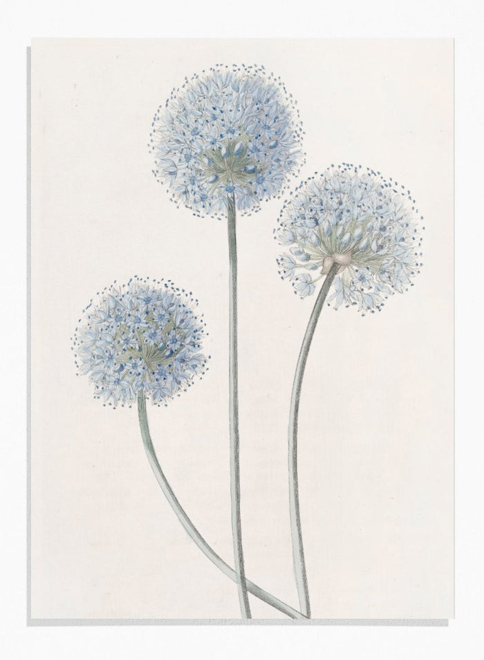 "Blue Leek" Art Print_Sugar & Canvas_Sydenham Edwards