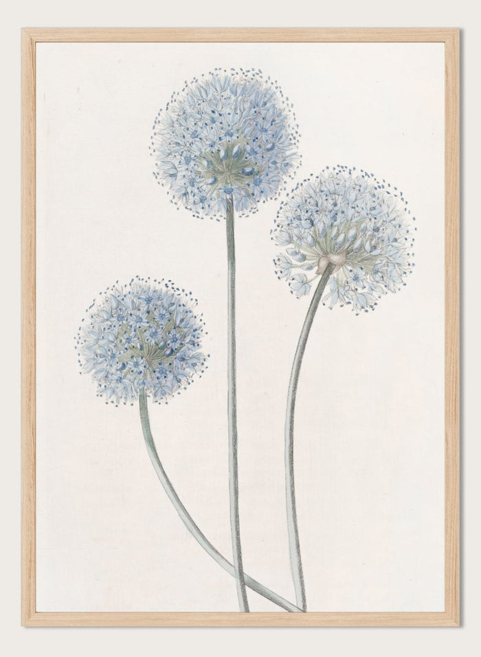 "Blue Leek" Art Print_Sugar & Canvas_Sydenham Edwards