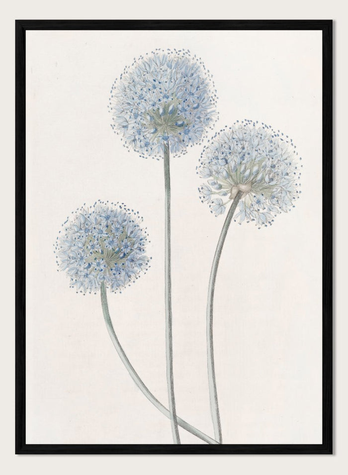 "Blue Leek" Art Print_Sugar & Canvas_Sydenham Edwards