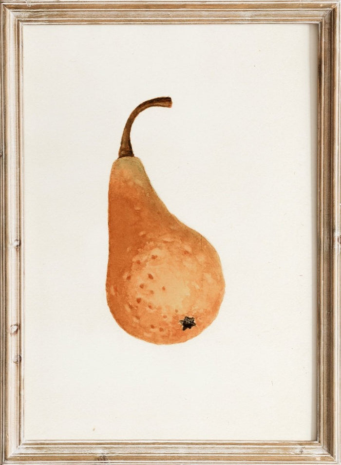 "Bosc Pear" Art Print_Sugar & Canvas_James Marion Shull