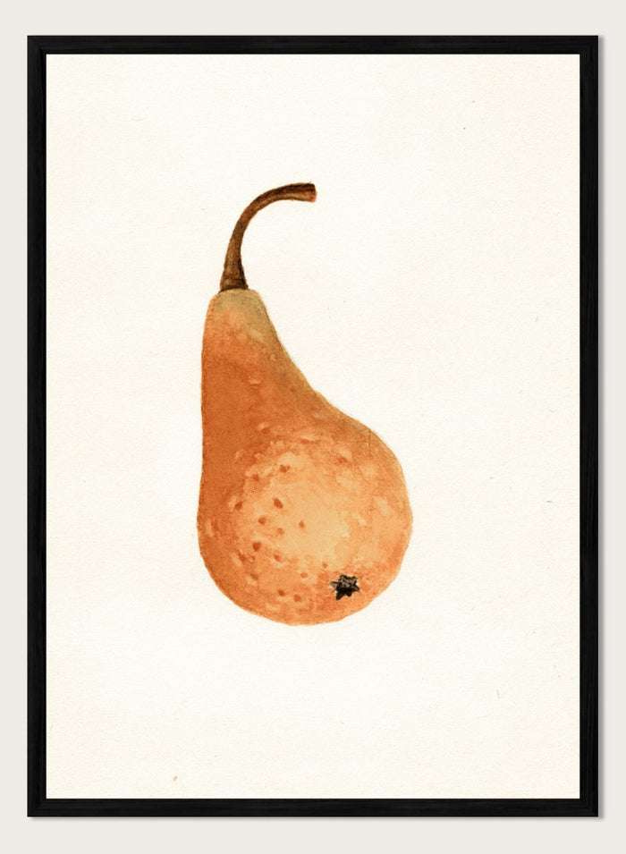 "Bosc Pear" Art Print_Sugar & Canvas_James Marion Shull