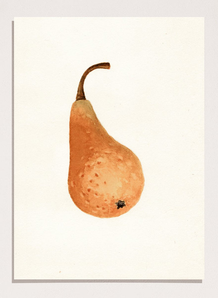 "Bosc Pear" Art Print_Sugar & Canvas_James Marion Shull