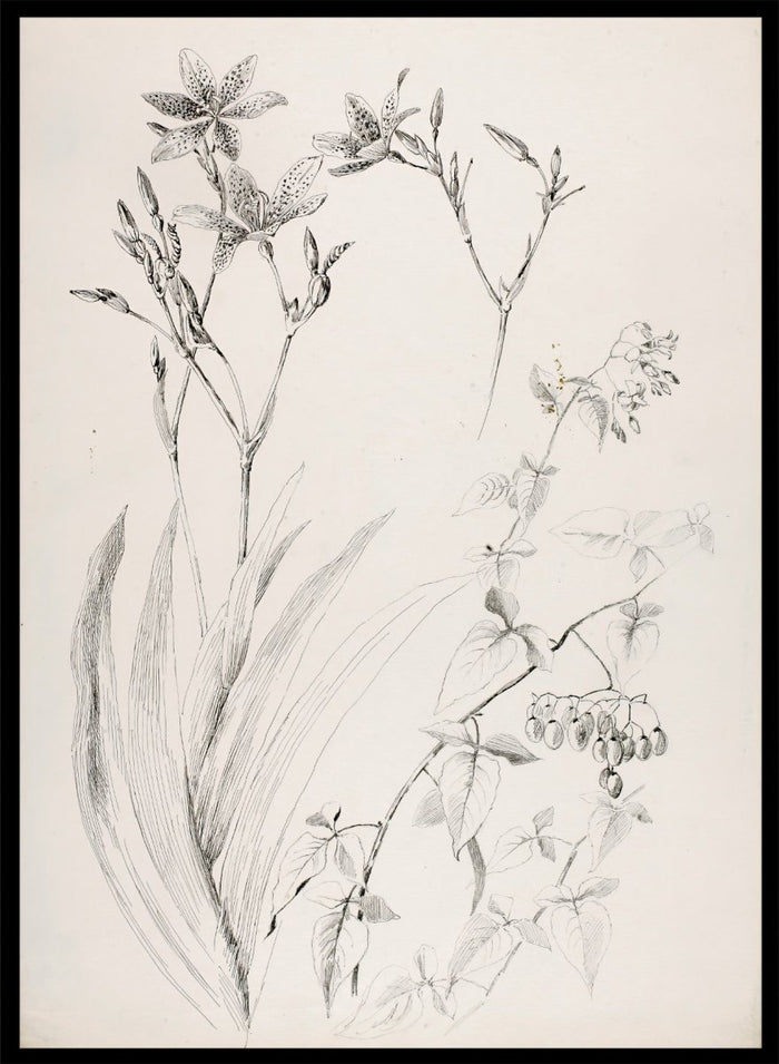 Botanical Study by George Elbert Burr is a vintage pen and ink botanical print of lilies, leaves, and berries, a detailed nature drawing for wall art.