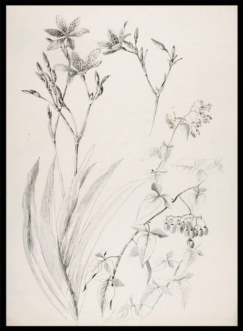 Botanical Study by George Elbert Burr is a vintage pen and ink botanical print of lilies, leaves, and berries, a detailed nature drawing for wall art.