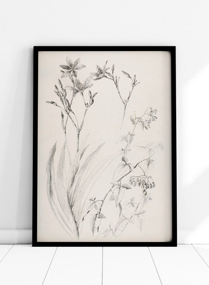 Botanical Study by George Elbert Burr is a vintage pen and ink botanical print of lilies, leaves, and berries, a detailed nature drawing for wall art.