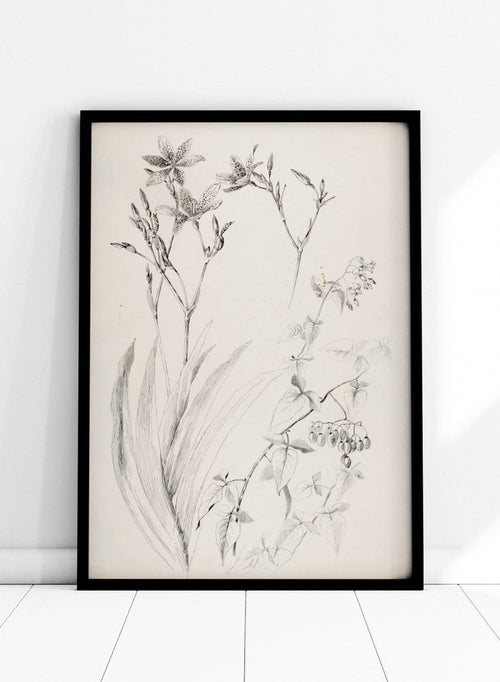 Botanical Study by George Elbert Burr is a vintage pen and ink botanical print of lilies, leaves, and berries, a detailed nature drawing for wall art.