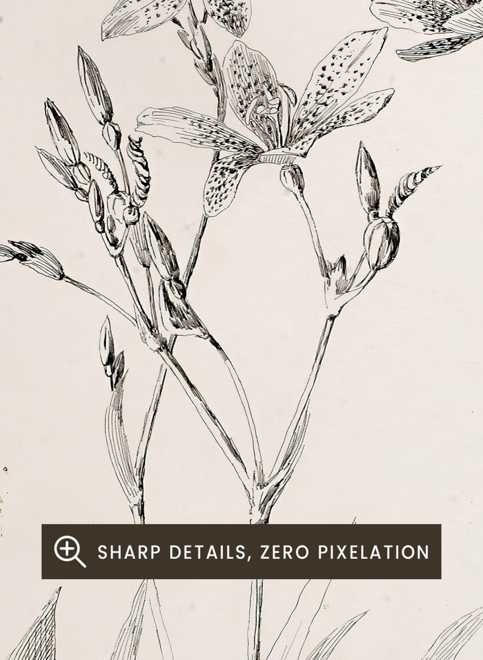 Botanical Study by George Elbert Burr is a vintage pen and ink botanical print of lilies, leaves, and berries, a detailed nature drawing for wall art.
