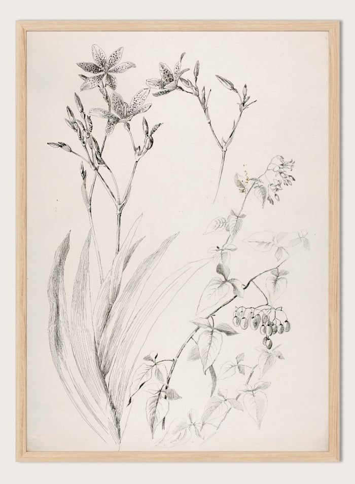 Botanical Study by George Elbert Burr is a vintage pen and ink botanical print of lilies, leaves, and berries, a detailed nature drawing for wall art.