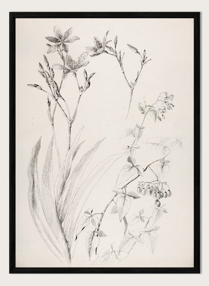 Botanical Study by George Elbert Burr is a vintage pen and ink botanical print of lilies, leaves, and berries, a detailed nature drawing for wall art.