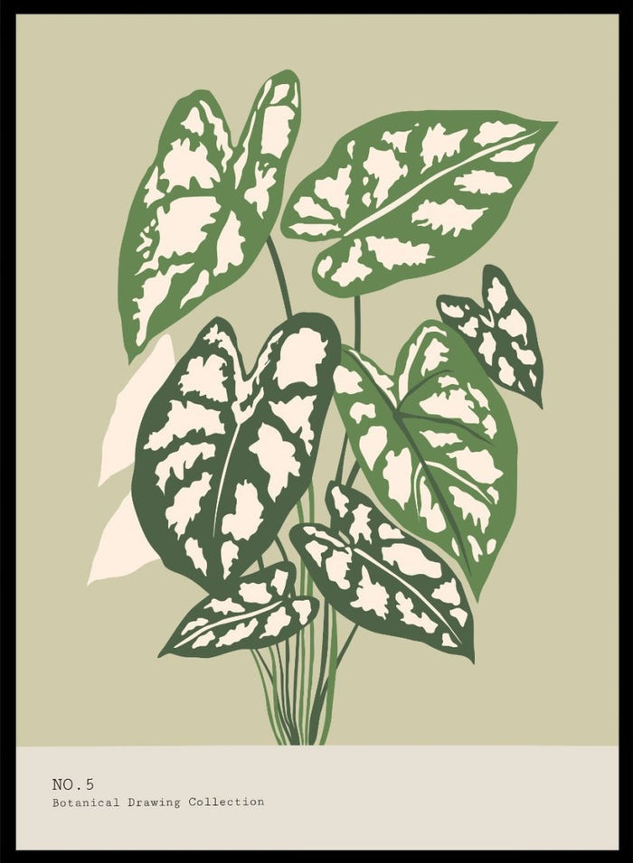 'Caladium Plant' Aesthetic Art Print_Sugar & Canvas_Sugar & Canvas