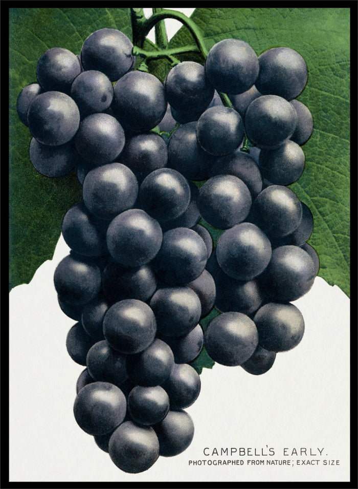 Vintage botanical illustration of a grape cluster hanging from a vine, with dark purple-black grapes and green leaves on a white background, captioned 'CAMPBELL'S EARLY' at the bottom. Shop the Campbell's Early Grape art print by Botanical Specimen Rochester Lithographing, a vintage botanical fruit illustration featuring a full cluster of dark grapes and green leaves.