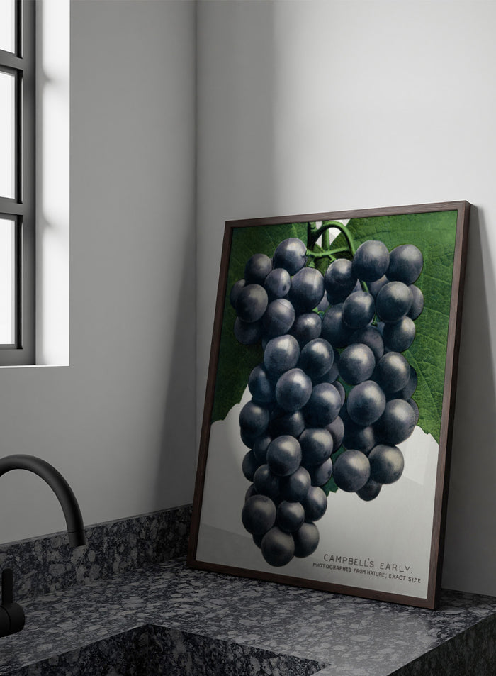 Vintage botanical illustration of a grape cluster hanging from a vine, with dark purple-black grapes and green leaves on a white background, captioned 'CAMPBELL'S EARLY' at the bottom. Shop the Campbell's Early Grape art print by Botanical Specimen Rochester Lithographing, a vintage botanical fruit illustration featuring a full cluster of dark grapes and green leaves.