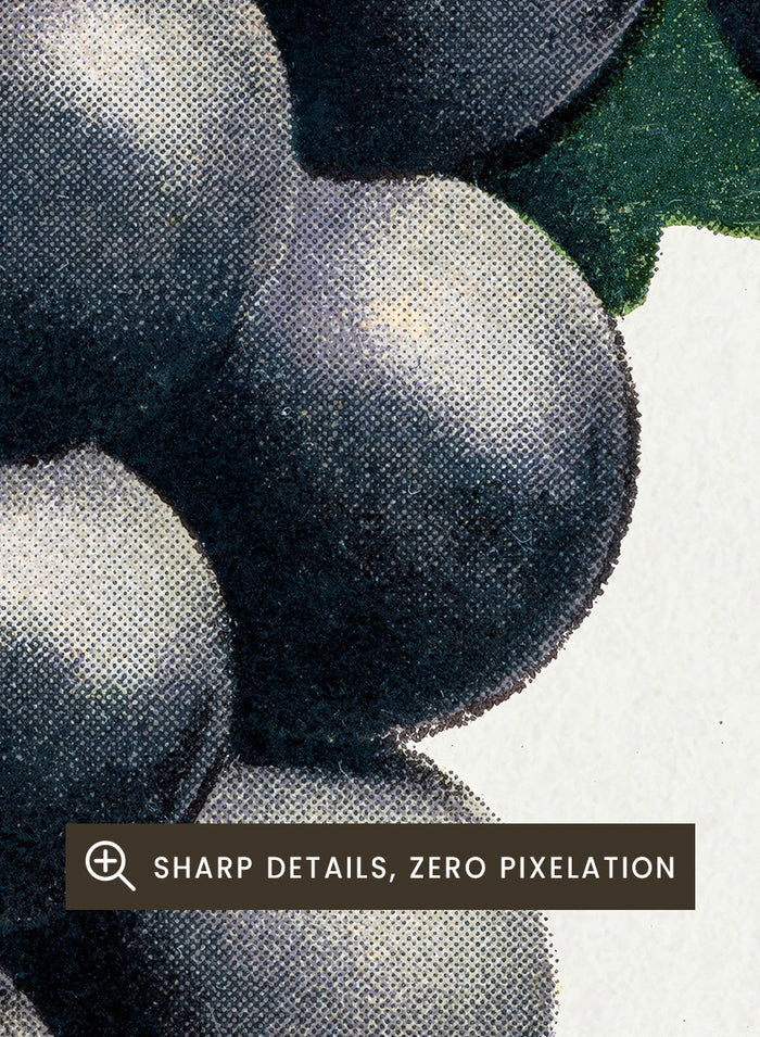 Vintage botanical illustration of a grape cluster hanging from a vine, with dark purple-black grapes and green leaves on a white background, captioned 'CAMPBELL'S EARLY' at the bottom. Shop the Campbell's Early Grape art print by Botanical Specimen Rochester Lithographing, a vintage botanical fruit illustration featuring a full cluster of dark grapes and green leaves.