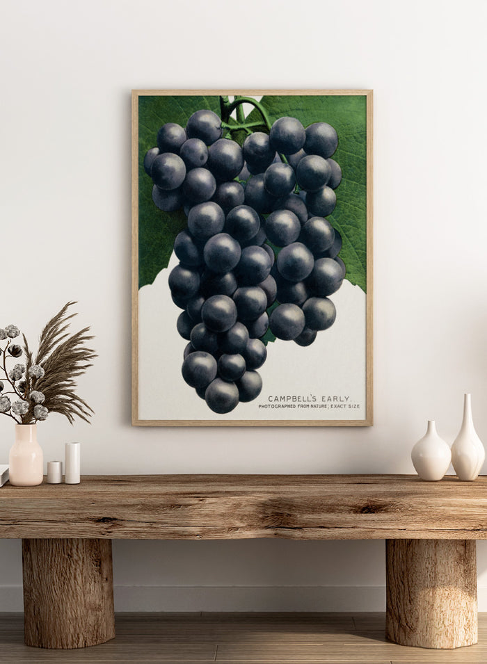 Vintage botanical illustration of a grape cluster hanging from a vine, with dark purple-black grapes and green leaves on a white background, captioned 'CAMPBELL'S EARLY' at the bottom. Shop the Campbell's Early Grape art print by Botanical Specimen Rochester Lithographing, a vintage botanical fruit illustration featuring a full cluster of dark grapes and green leaves.