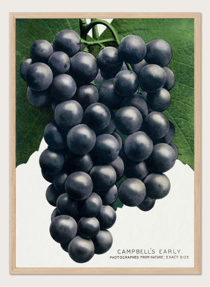 Vintage botanical illustration of a grape cluster hanging from a vine, with dark purple-black grapes and green leaves on a white background, captioned 'CAMPBELL'S EARLY' at the bottom. Shop the Campbell's Early Grape art print by Botanical Specimen Rochester Lithographing, a vintage botanical fruit illustration featuring a full cluster of dark grapes and green leaves.
