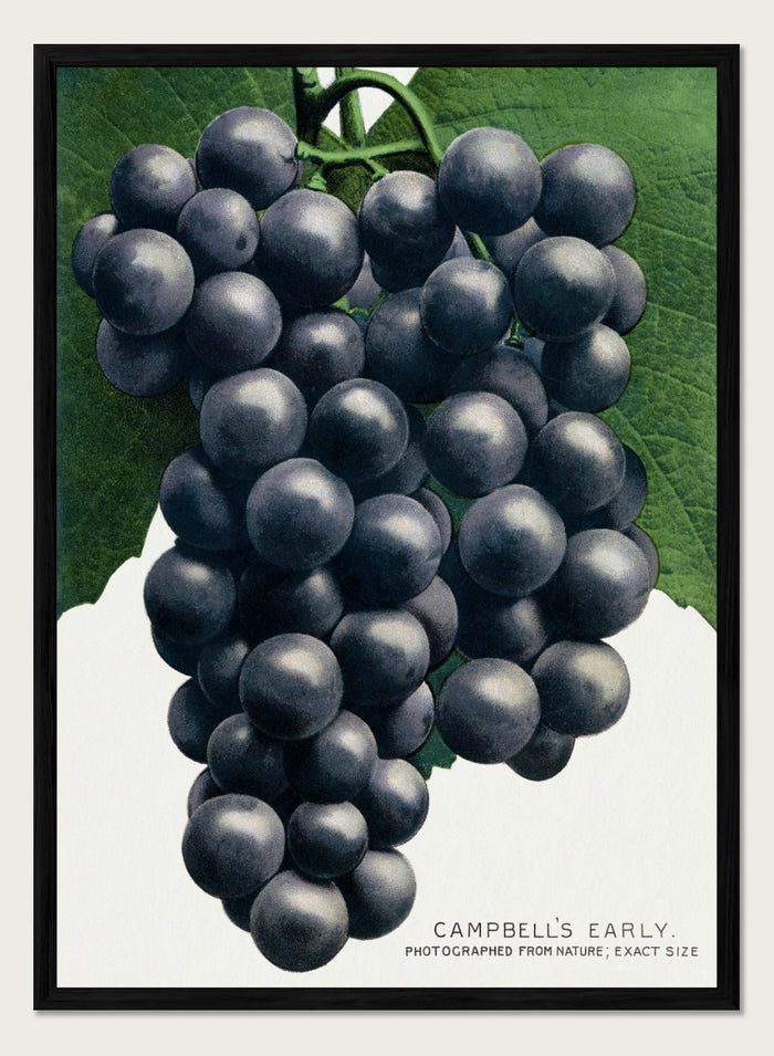 Vintage botanical illustration of a grape cluster hanging from a vine, with dark purple-black grapes and green leaves on a white background, captioned 'CAMPBELL'S EARLY' at the bottom. Shop the Campbell's Early Grape art print by Botanical Specimen Rochester Lithographing, a vintage botanical fruit illustration featuring a full cluster of dark grapes and green leaves.