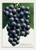 Vintage botanical illustration of a grape cluster hanging from a vine, with dark purple-black grapes and green leaves on a white background, captioned 'CAMPBELL'S EARLY' at the bottom. Shop the Campbell's Early Grape art print by Botanical Specimen Rochester Lithographing, a vintage botanical fruit illustration featuring a full cluster of dark grapes and green leaves.