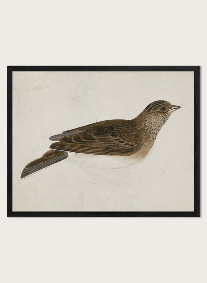 Eurasian Skylark by James Sowerby is a vintage natural history animal print of a brown streaked songbird, a charming study for bird and nature lovers.