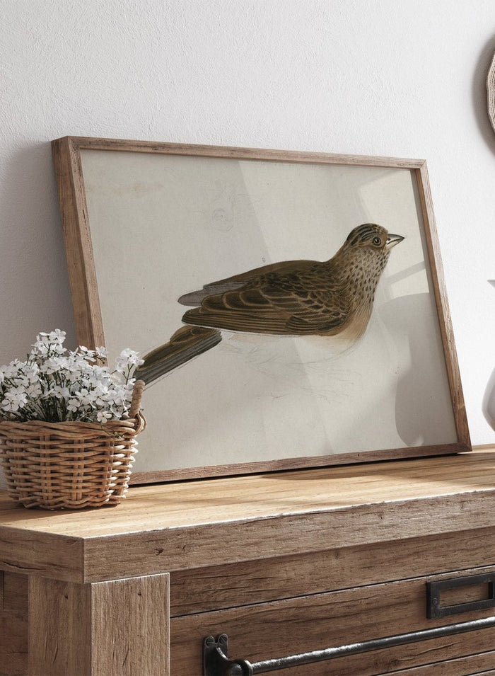 Eurasian Skylark by James Sowerby is a vintage natural history animal print of a brown streaked songbird, a charming study for bird and nature lovers.