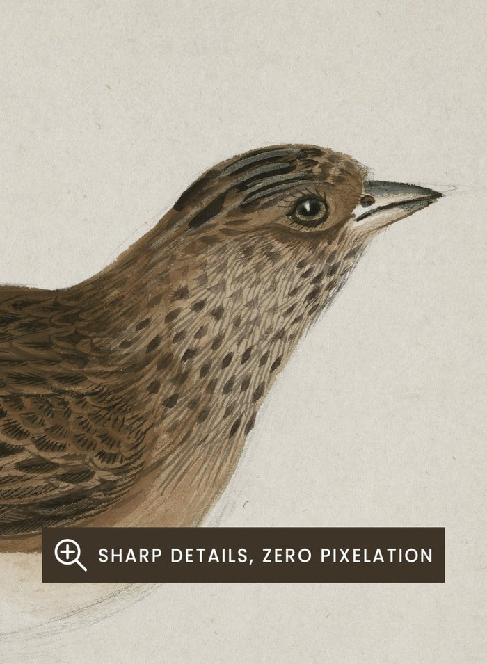 Eurasian Skylark by James Sowerby is a vintage natural history animal print of a brown streaked songbird, a charming study for bird and nature lovers.