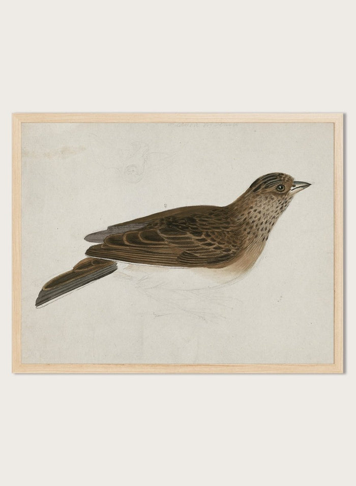 Eurasian Skylark by James Sowerby is a vintage natural history animal print of a brown streaked songbird, a charming study for bird and nature lovers.