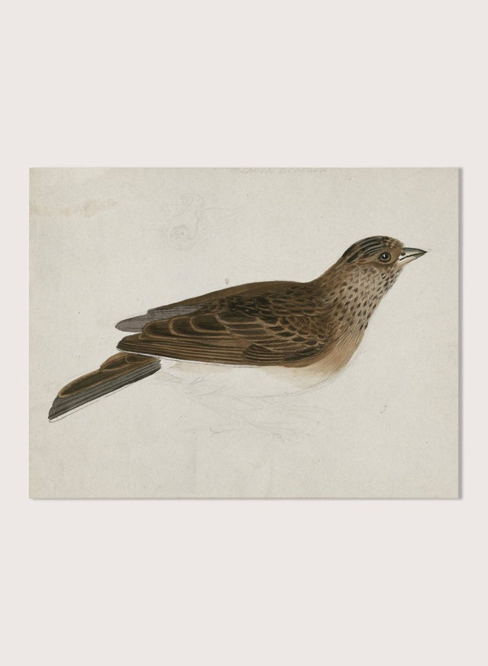 Eurasian Skylark by James Sowerby is a vintage natural history animal print of a brown streaked songbird, a charming study for bird and nature lovers.