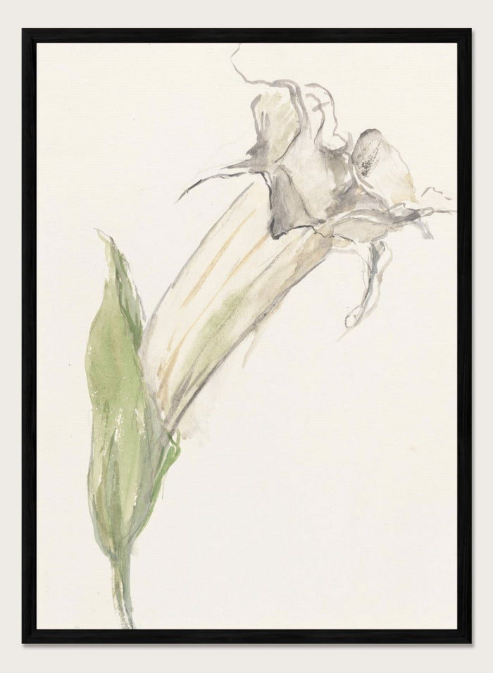 Flower by Sientje Mesdag-van Houten is a vintage botanical print, a watercolor study of a single wilting bloom with a green leaf and pale curling stems.