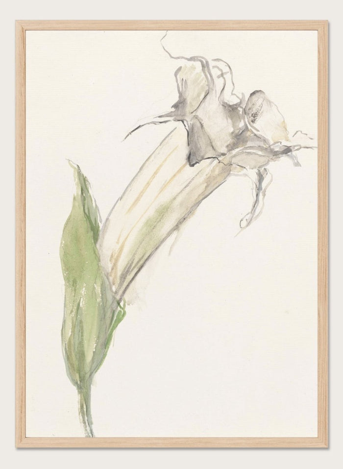 Flower by Sientje Mesdag-van Houten is a vintage botanical print, a watercolor study of a single wilting bloom with a green leaf and pale curling stems.
