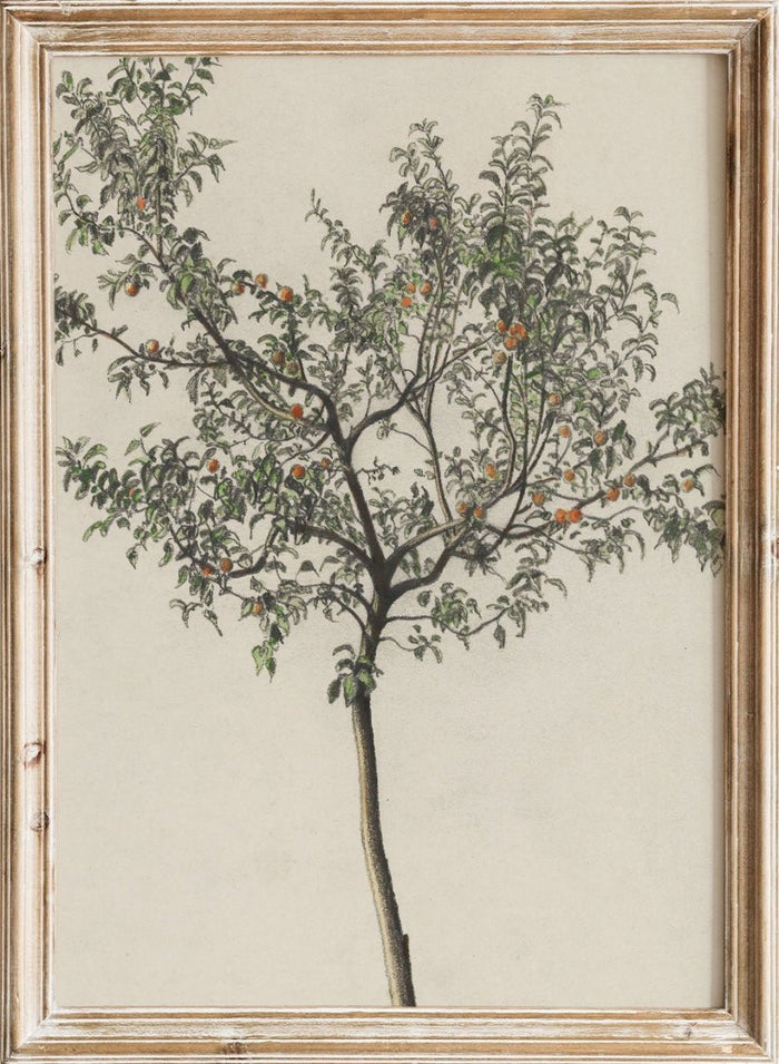 "Fruit Tree" Art Print_Sugar & Canvas_Karl Wiener