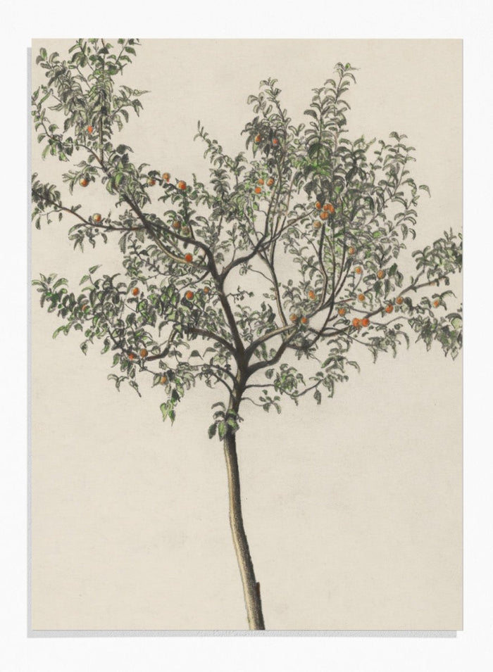 "Fruit Tree" Art Print_Sugar & Canvas_Karl Wiener