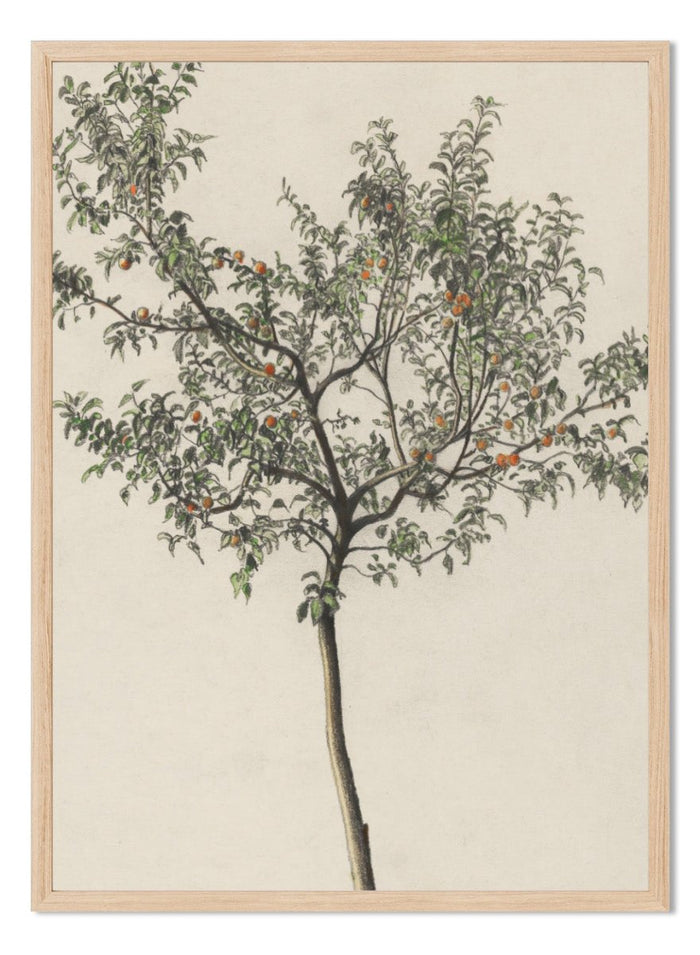 "Fruit Tree" Art Print_Sugar & Canvas_Karl Wiener