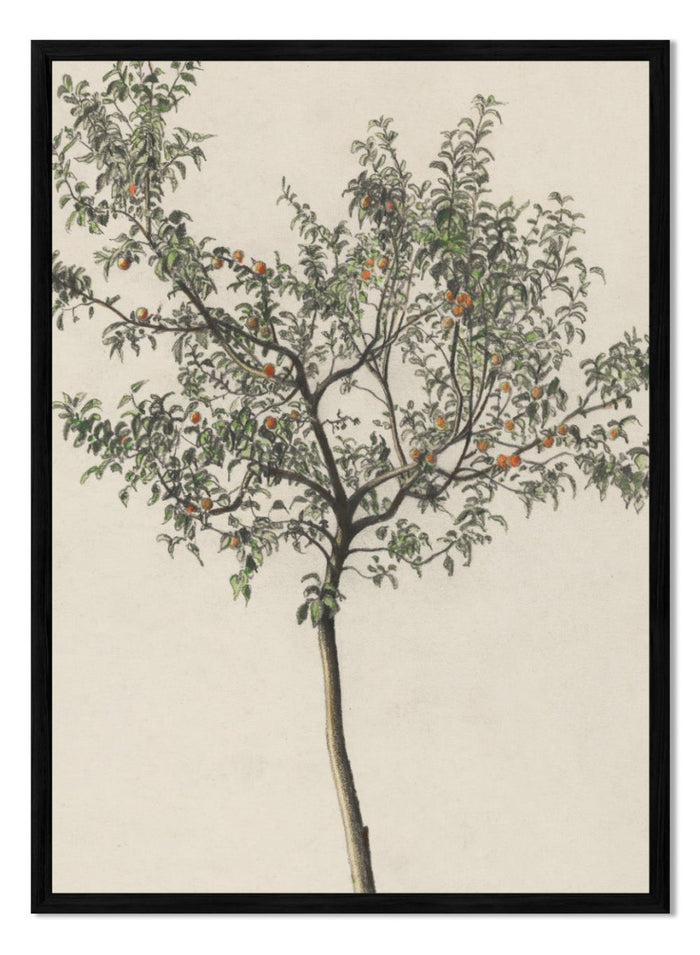 "Fruit Tree" Art Print_Sugar & Canvas_Karl Wiener